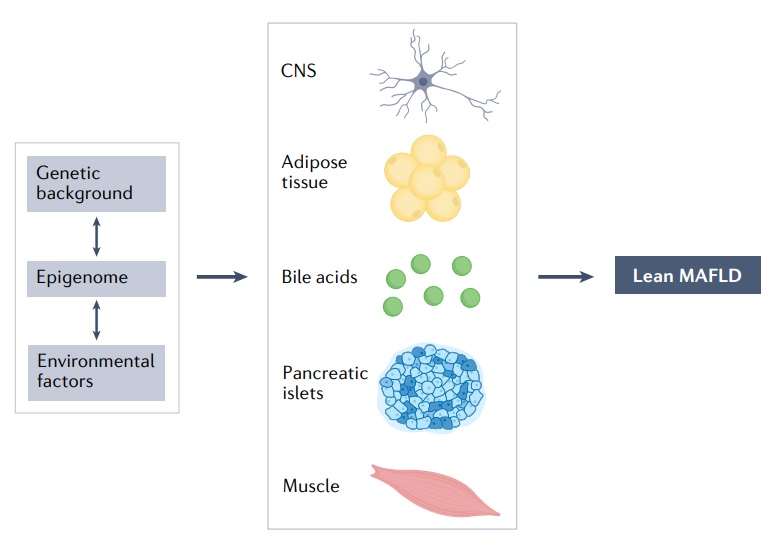 Nature綜述：近26%的瘦人也有脂肪肝，改善代謝失調(diào)是關(guān)鍵！