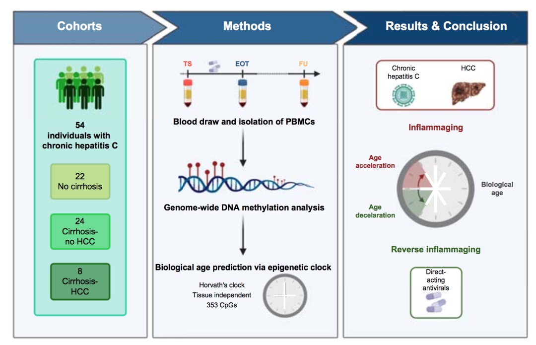 逆轉(zhuǎn)炎癥：HCV治療對(duì)生理年齡的長(zhǎng)期影響