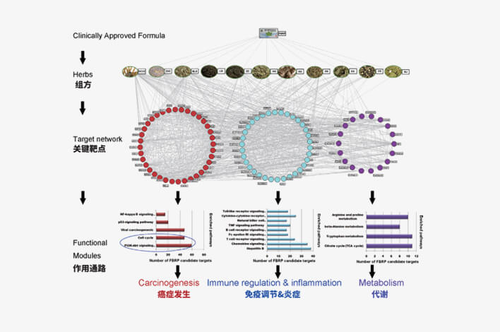 軟肝片核心網(wǎng)絡靶標參與