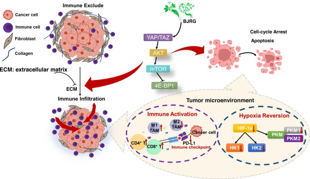 復(fù)方鱉甲軟肝片抗肝內(nèi)膽管癌機制新發(fā)現(xiàn) 為肝癌治療提供新思路